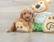 8 week old Cavapoo Puppy For Sale - Windy City Pups