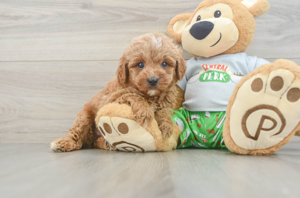 7 week old Cavapoo Puppy For Sale - Windy City Pups