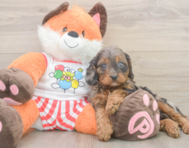 8 week old Cavapoo Puppy For Sale - Windy City Pups