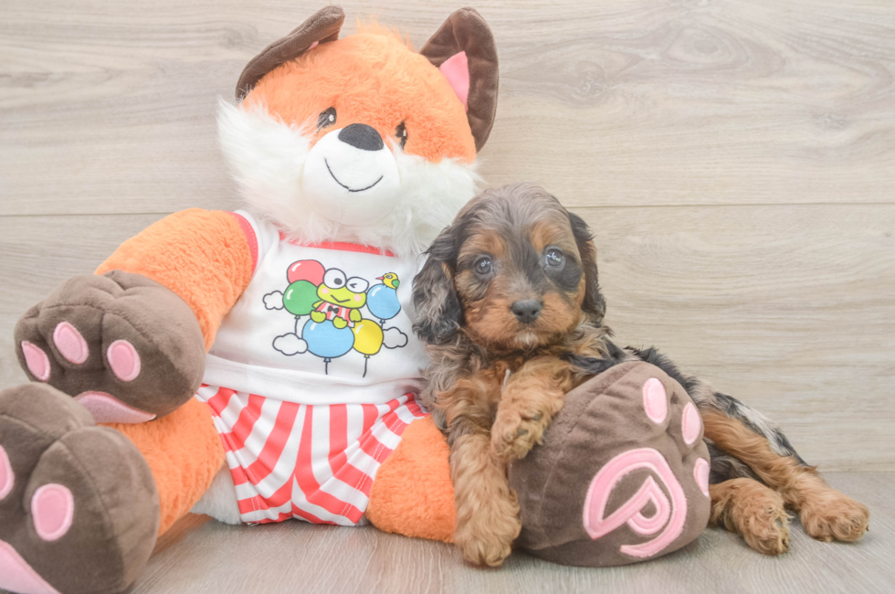 6 week old Cavapoo Puppy For Sale - Windy City Pups