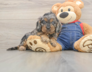 7 week old Cavapoo Puppy For Sale - Windy City Pups