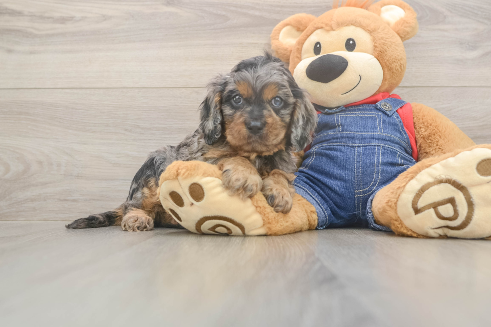 Meet Loki - our Cavapoo Puppy Photo  1/3 - Windy City Pups Playful Cavapoodle Poodle Mix Puppy