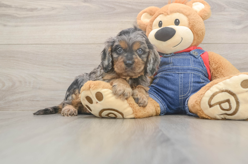 5 week old Cavapoo Puppy For Sale - Windy City Pups