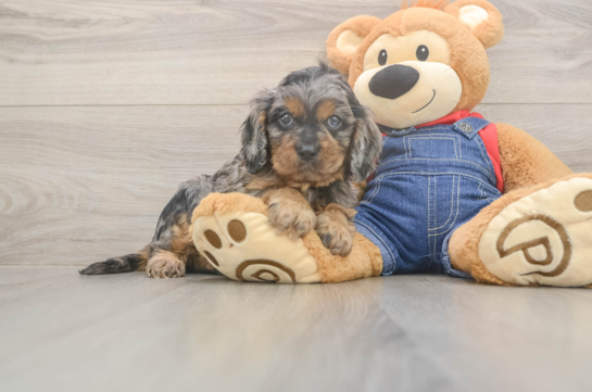 5 week old Cavapoo Puppy For Sale - Windy City Pups Playful Cavapoodle Poodle Mix Puppy