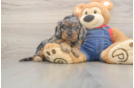 Meet Loki - our Cavapoo Puppy Photo  1/3 - Windy City Pups Playful Cavapoodle Poodle Mix Puppy