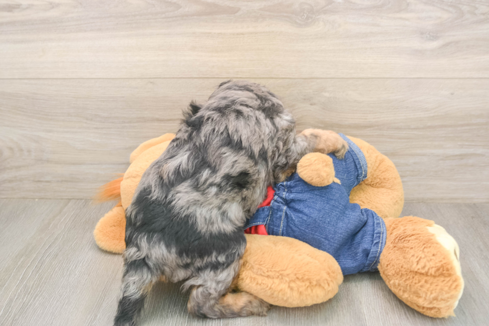 Meet Loki - our Cavapoo Puppy Photo  3/3 - Windy City Pups Funny Cavapoo Poodle Mix Pup