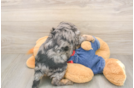 Meet Loki - our Cavapoo Puppy Photo  3/3 - Windy City Pups Funny Cavapoo Poodle Mix Pup