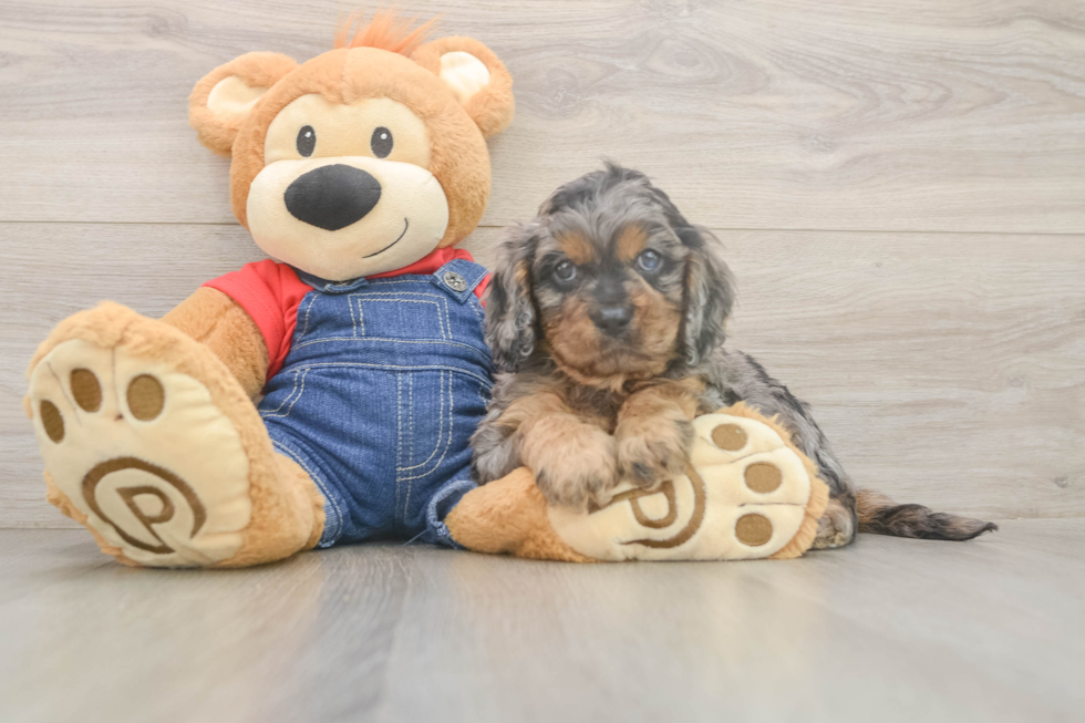 Meet Loki - our Cavapoo Puppy Photo  2/3 - Windy City Pups Cavapoo Pup Being Cute