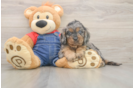 Meet Loki - our Cavapoo Puppy Photo  2/3 - Windy City Pups Cavapoo Pup Being Cute
