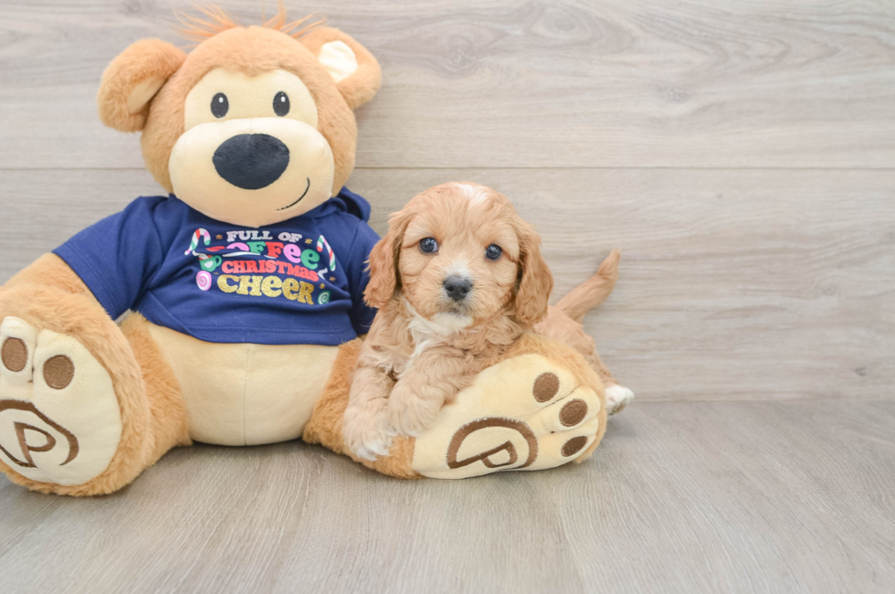 5 week old Cavapoo Puppy For Sale - Windy City Pups