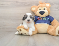 7 week old Cavapoo Puppy For Sale - Windy City Pups