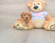 8 week old Cavapoo Puppy For Sale - Windy City Pups