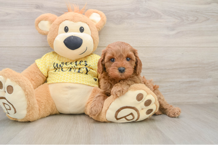 Adorable Cavalier King Charles Spaniel and Poodle Mix Poodle Mix Puppy