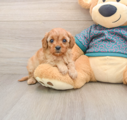 8 week old Cavapoo Puppy For Sale - Windy City Pups