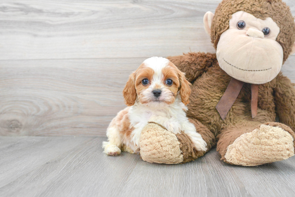 Cavapoo Puppy for Adoption