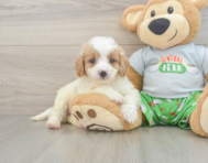 8 week old Cavapoo Puppy For Sale - Windy City Pups