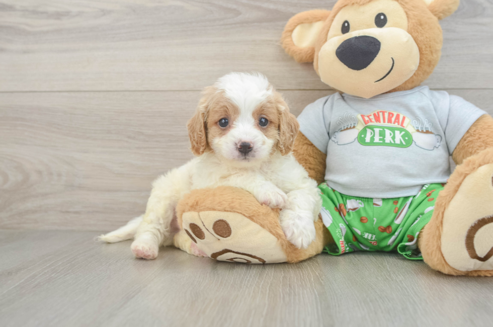 7 week old Cavapoo Puppy For Sale - Windy City Pups