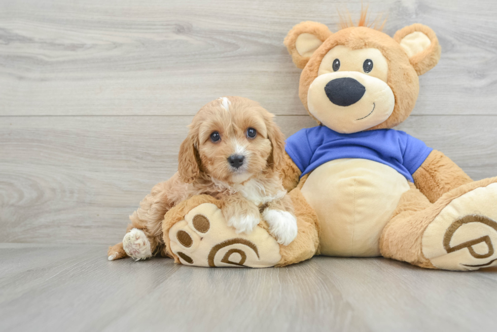 Happy Cavapoo Baby