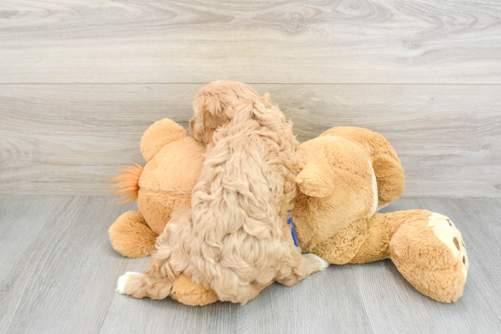 Cavapoo Pup Being Cute