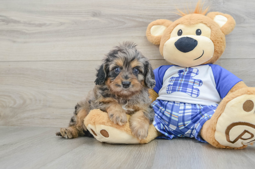 5 week old Cavapoo Puppy For Sale - Windy City Pups