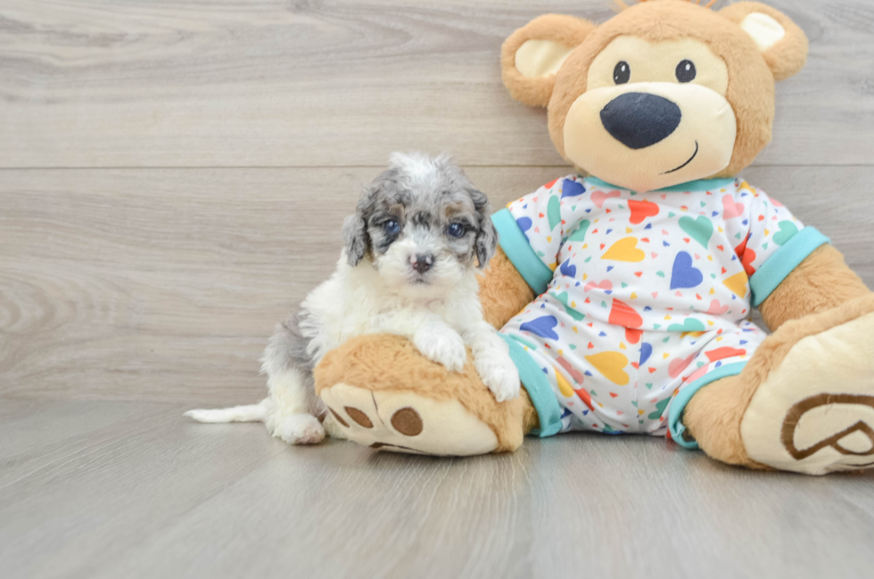 7 week old Cavapoo Puppy For Sale - Windy City Pups