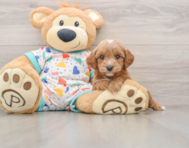 8 week old Cavapoo Puppy For Sale - Windy City Pups