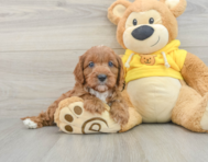 8 week old Cavapoo Puppy For Sale - Windy City Pups