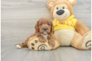 Best Cavapoo Baby