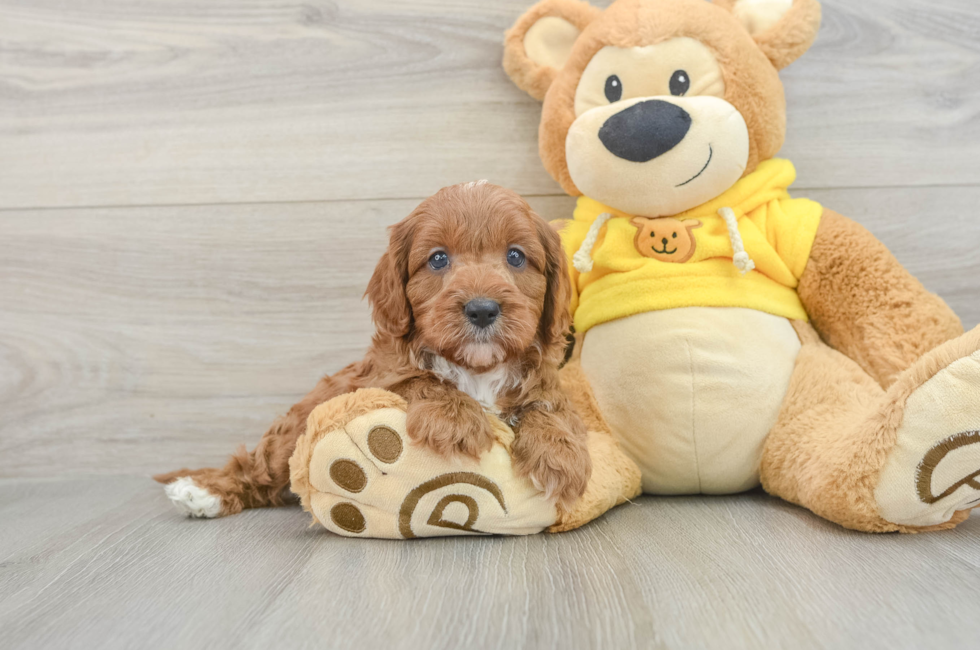 8 week old Cavapoo Puppy For Sale - Windy City Pups