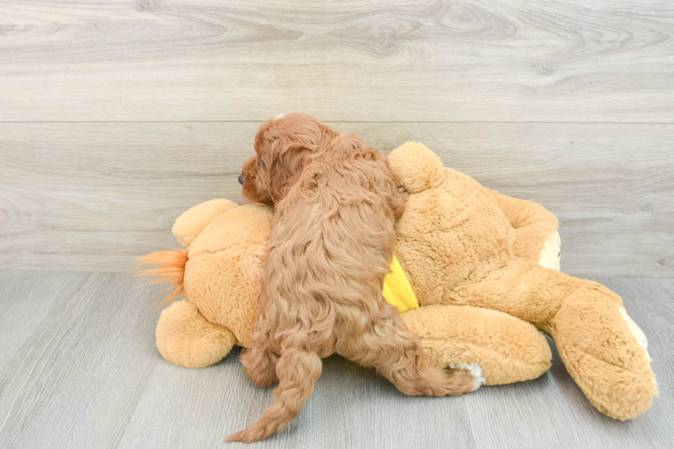 Small Cavapoo Baby