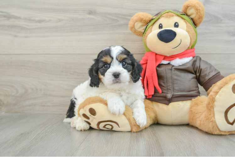 Funny Cavapoo Poodle Mix Pup