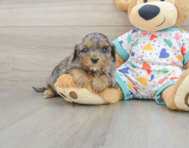 8 week old Cavapoo Puppy For Sale - Windy City Pups