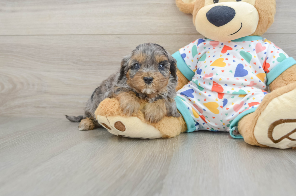 7 week old Cavapoo Puppy For Sale - Windy City Pups