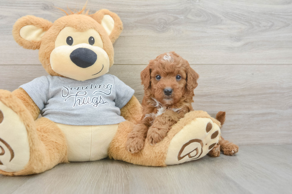 5 week old Cavapoo Puppy For Sale - Windy City Pups