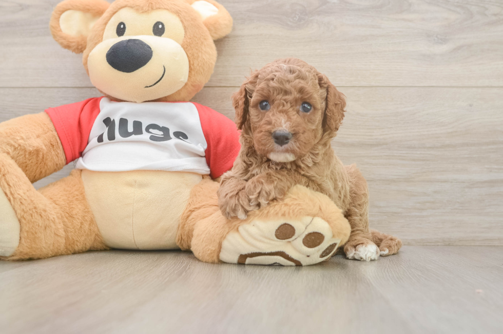 6 week old Cavapoo Puppy For Sale - Windy City Pups