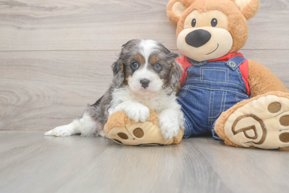Meet Louie - our Cavapoo Puppy Photo  2/3 - Windy City Pups Best Cavapoo Baby