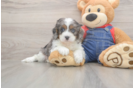 Meet Louie - our Cavapoo Puppy Photo  2/3 - Windy City Pups Best Cavapoo Baby