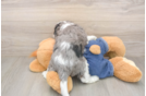 Meet Louie - our Cavapoo Puppy Photo  3/3 - Windy City Pups Funny Cavapoo Poodle Mix Pup