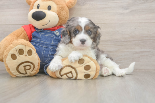 5 week old Cavapoo Puppy For Sale - Windy City Pups Cavapoo Pup Being Cute