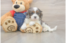 Meet Louie - our Cavapoo Puppy Photo  1/3 - Windy City Pups Cavapoo Pup Being Cute