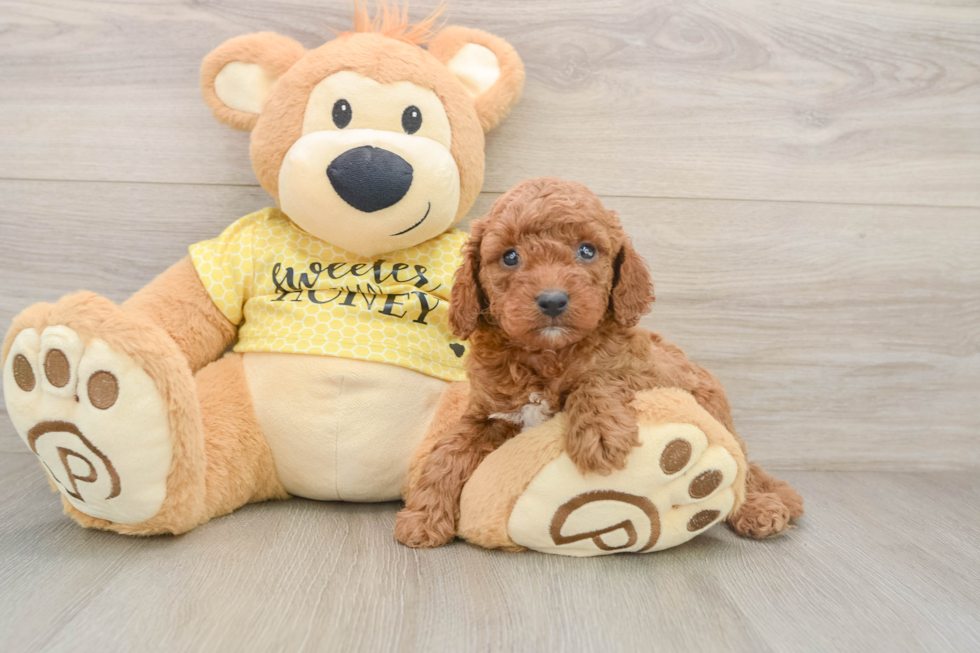 Playful Cavapoodle Poodle Mix Puppy