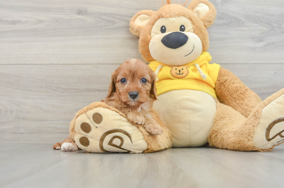 8 week old Cavapoo Puppy For Sale - Windy City Pups