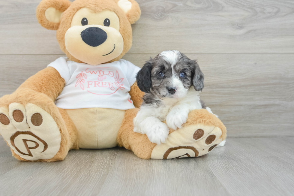 Small Cavapoo Baby