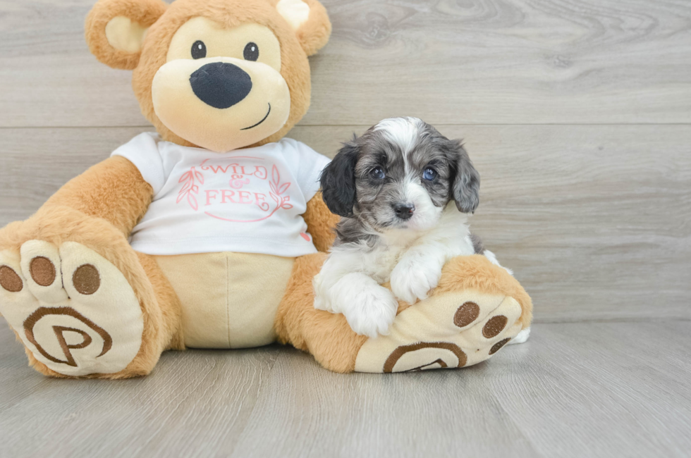 6 week old Cavapoo Puppy For Sale - Windy City Pups