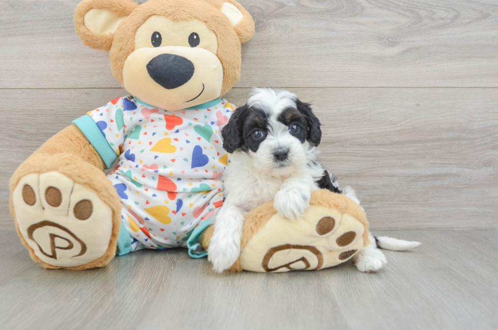 8 week old Cavapoo Puppy For Sale - Windy City Pups
