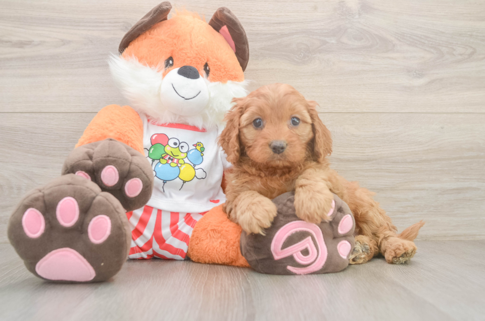 6 week old Cavapoo Puppy For Sale - Windy City Pups