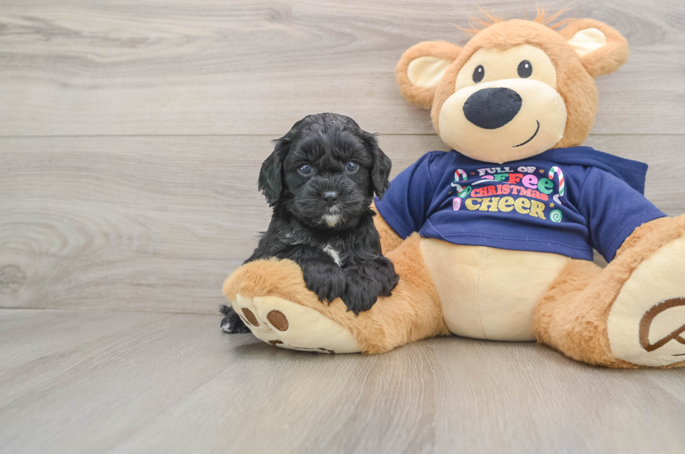 5 week old Cavapoo Puppy For Sale - Windy City Pups