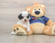 7 week old Cavapoo Puppy For Sale - Windy City Pups