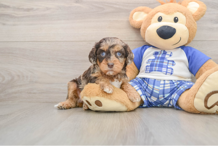Cavapoo Pup Being Cute
