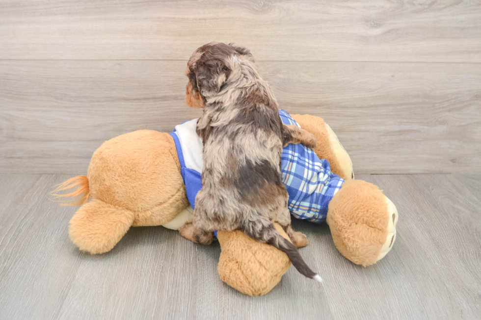 Funny Cavapoo Poodle Mix Pup